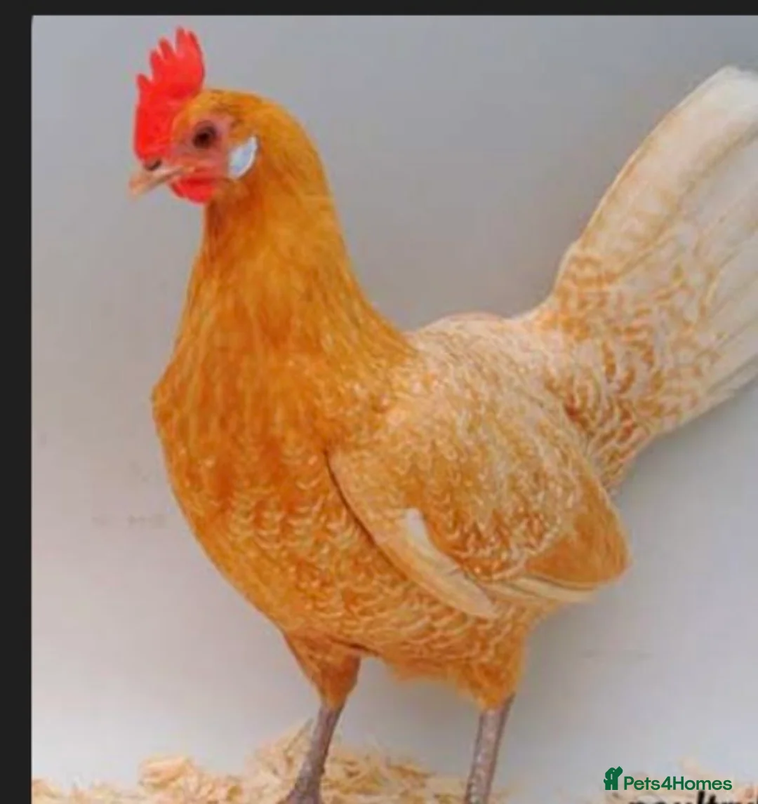 Chickens poultry for sale: Rare breed Friesian cockerels - Advert 4