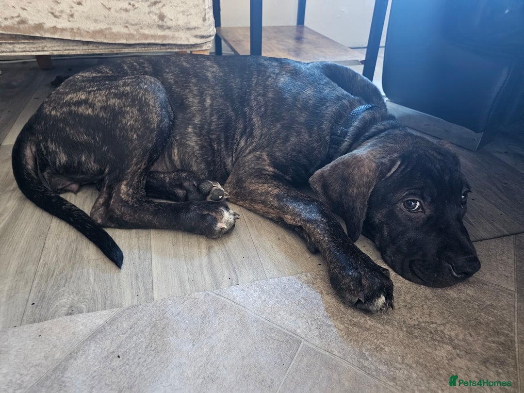 Cane Corso dogs for sale: Cane corso  - Image 3