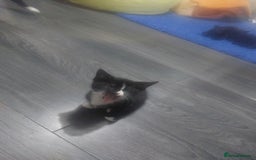 Mixed Breed cats for sale: Mixed  - Image 3