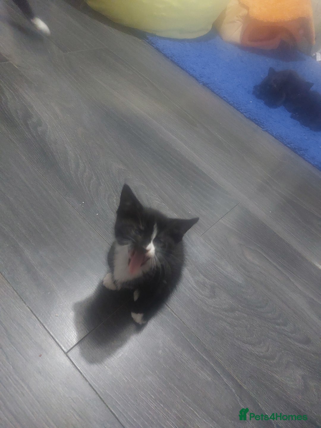 Mixed Breed cats for sale: Mixed  - Image 3