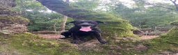 Labrador Retriever dogs for stud: KC registered, health checked, proven stud dog! in Radstock - Advert 5