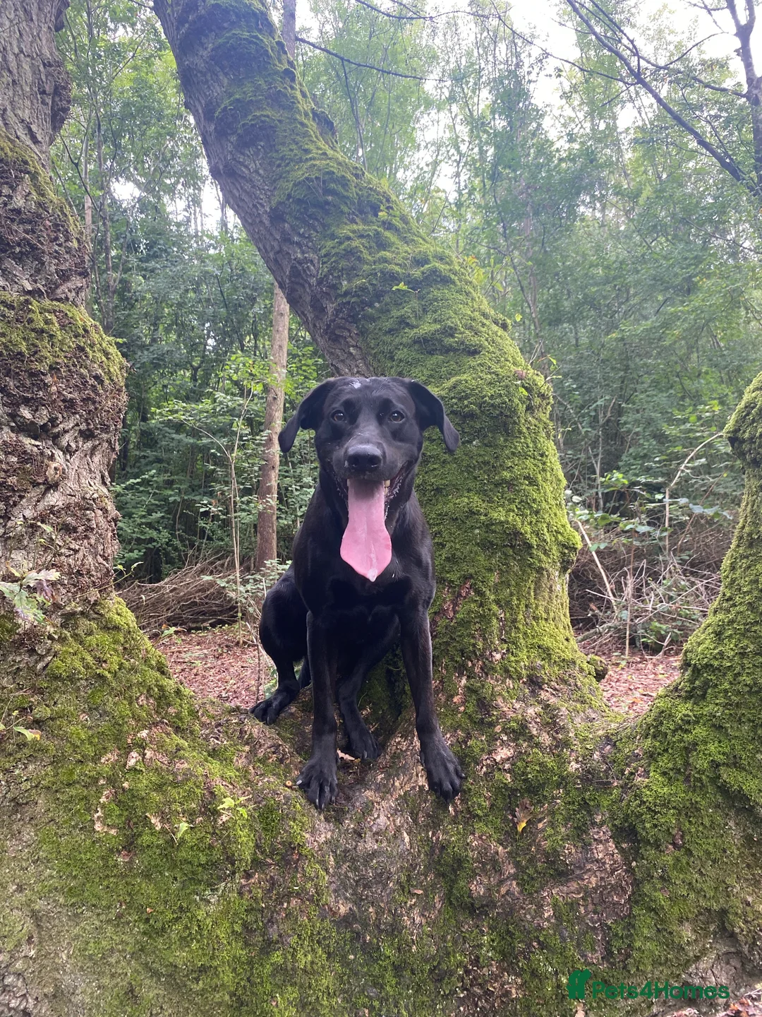 Labrador Retriever dogs for stud: KC registered, health checked, proven stud dog! in Radstock - Advert 5