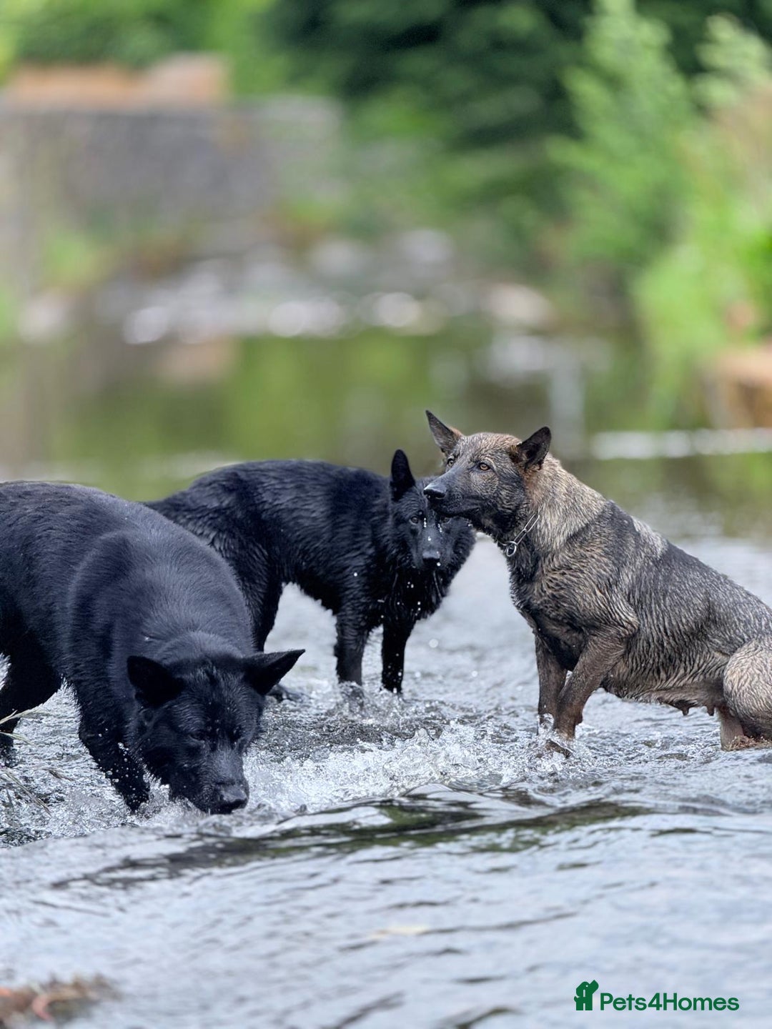 German Shepherd dogs for sale: Exceptional, Trained Working Line German Shepherd  - Image 7