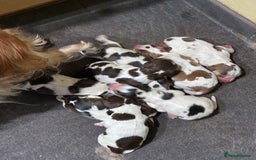 Cocker Spaniel dogs for sale: Show cocker spaniels - both parents family pets  - Image 3
