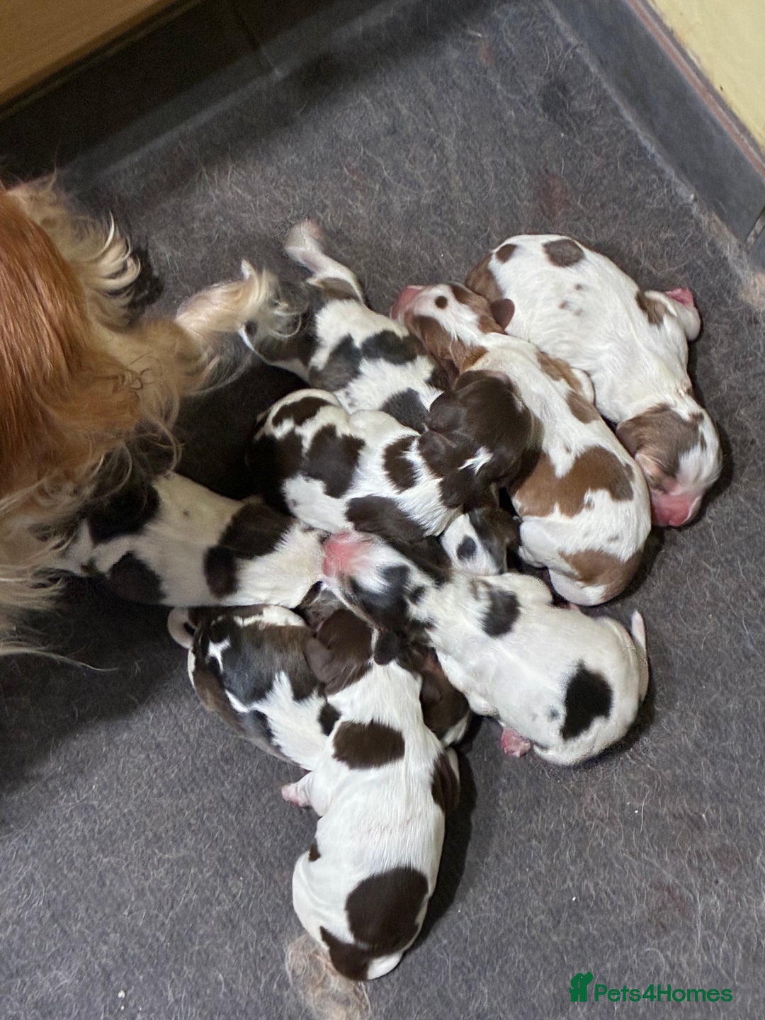Cocker Spaniel dogs for sale: Show cocker spaniels - both parents family pets  - Image 3