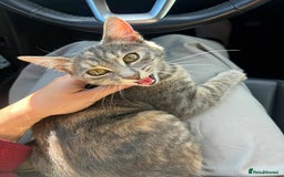 Mixed Breed cats for adoption: Catarina for adoption - Advert 8