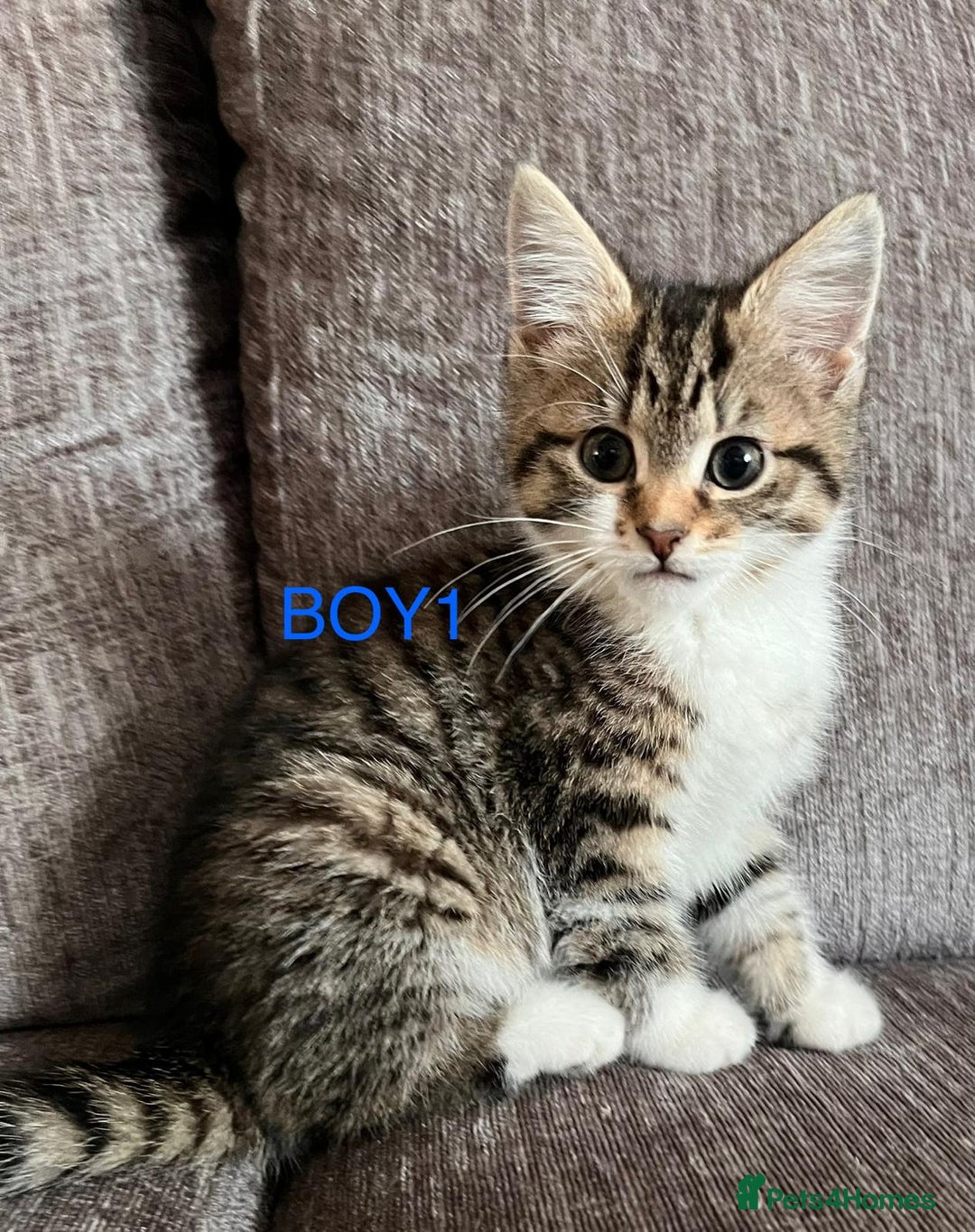 Mixed Breed cats for sale: Amazing kittens for sale  - Advert 2