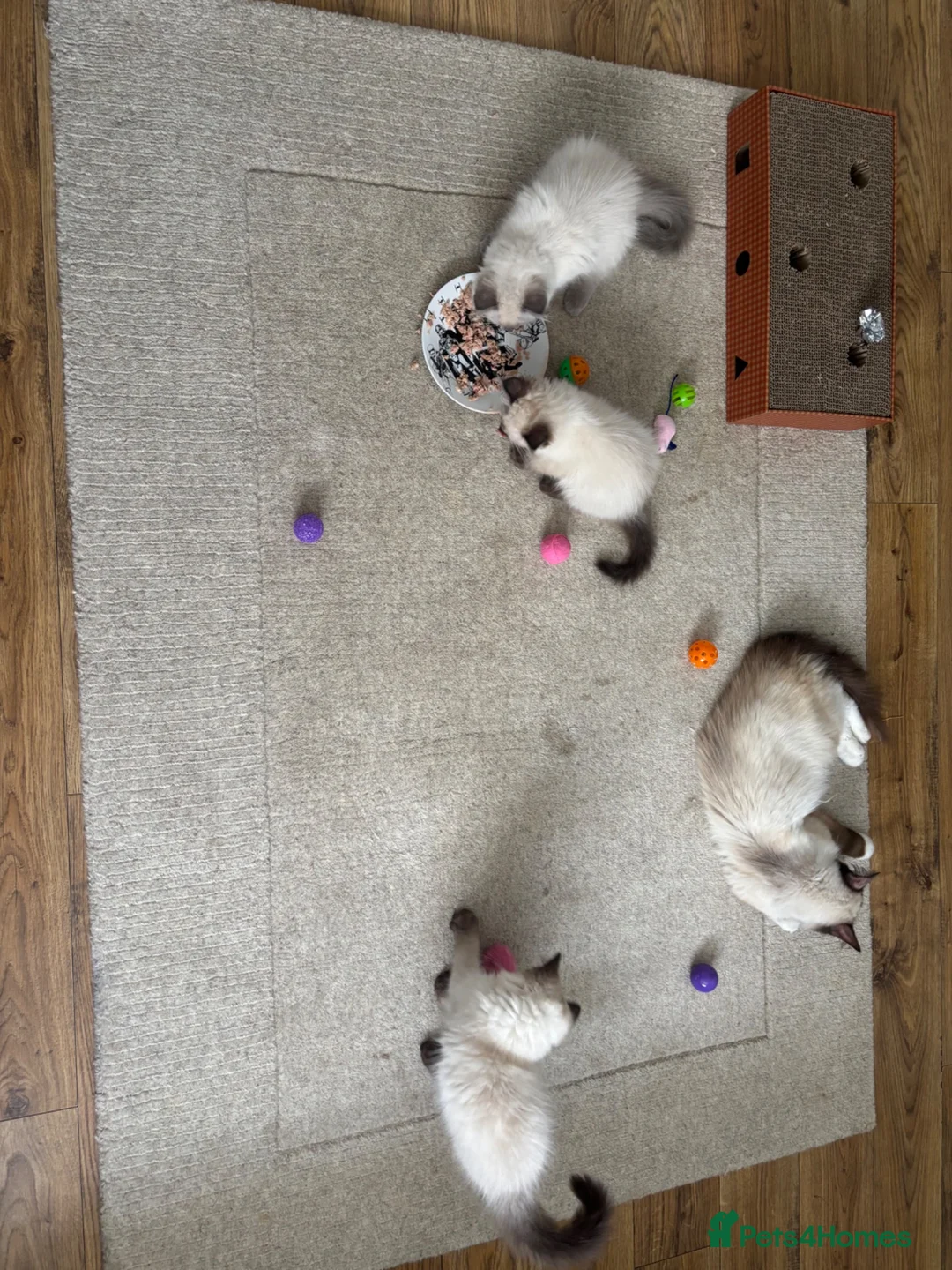 Ragdoll cats for sale: Purebred Ragdoll Boys  in St Albans - Advert 1