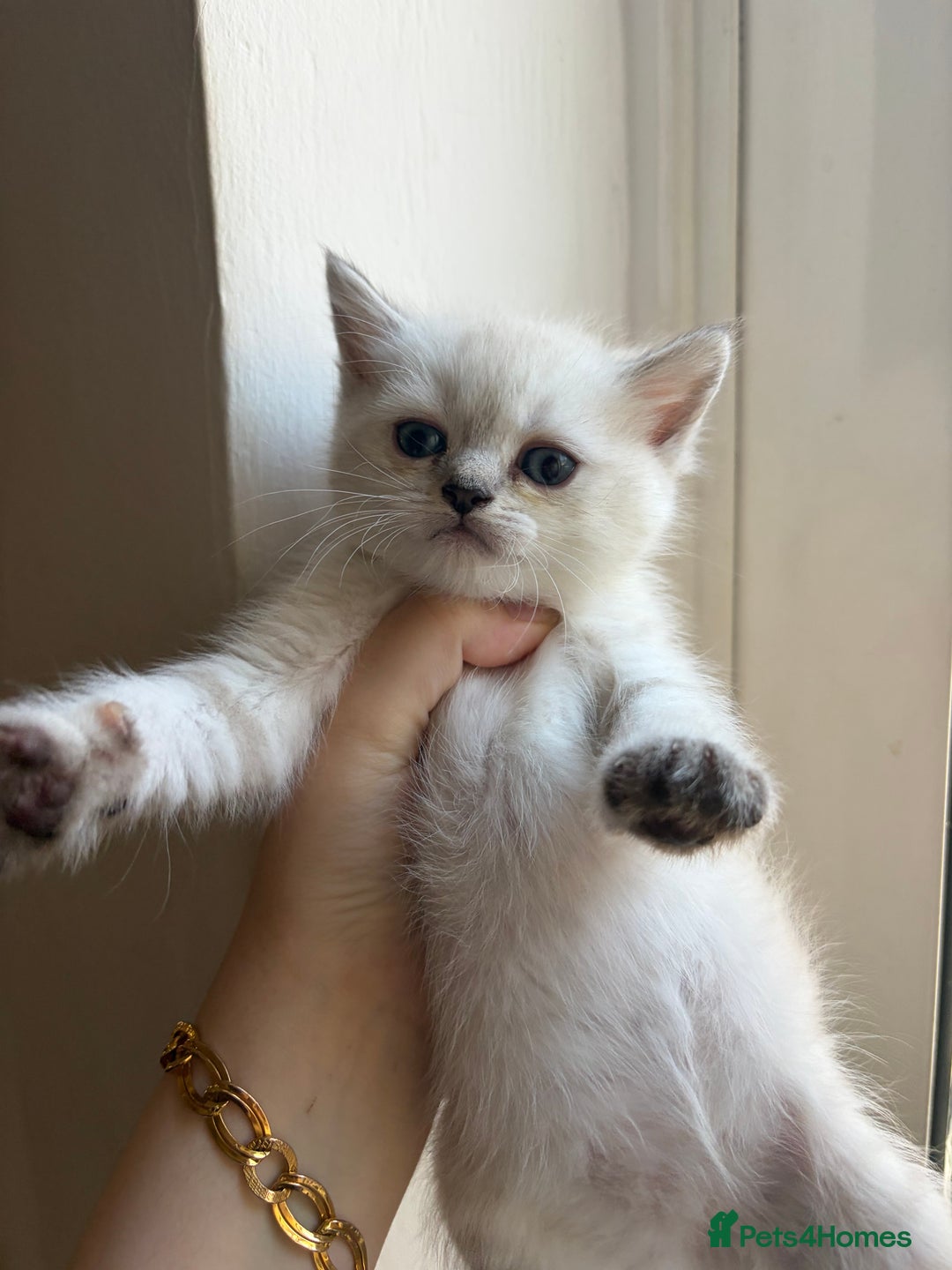 British Shorthair cats for sale: British short hair/persian mother - Advert 28