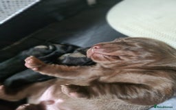 Labrador Retriever dogs for sale: 1 beautiful KC chunky show chocolate boy 4 wks - Image 11