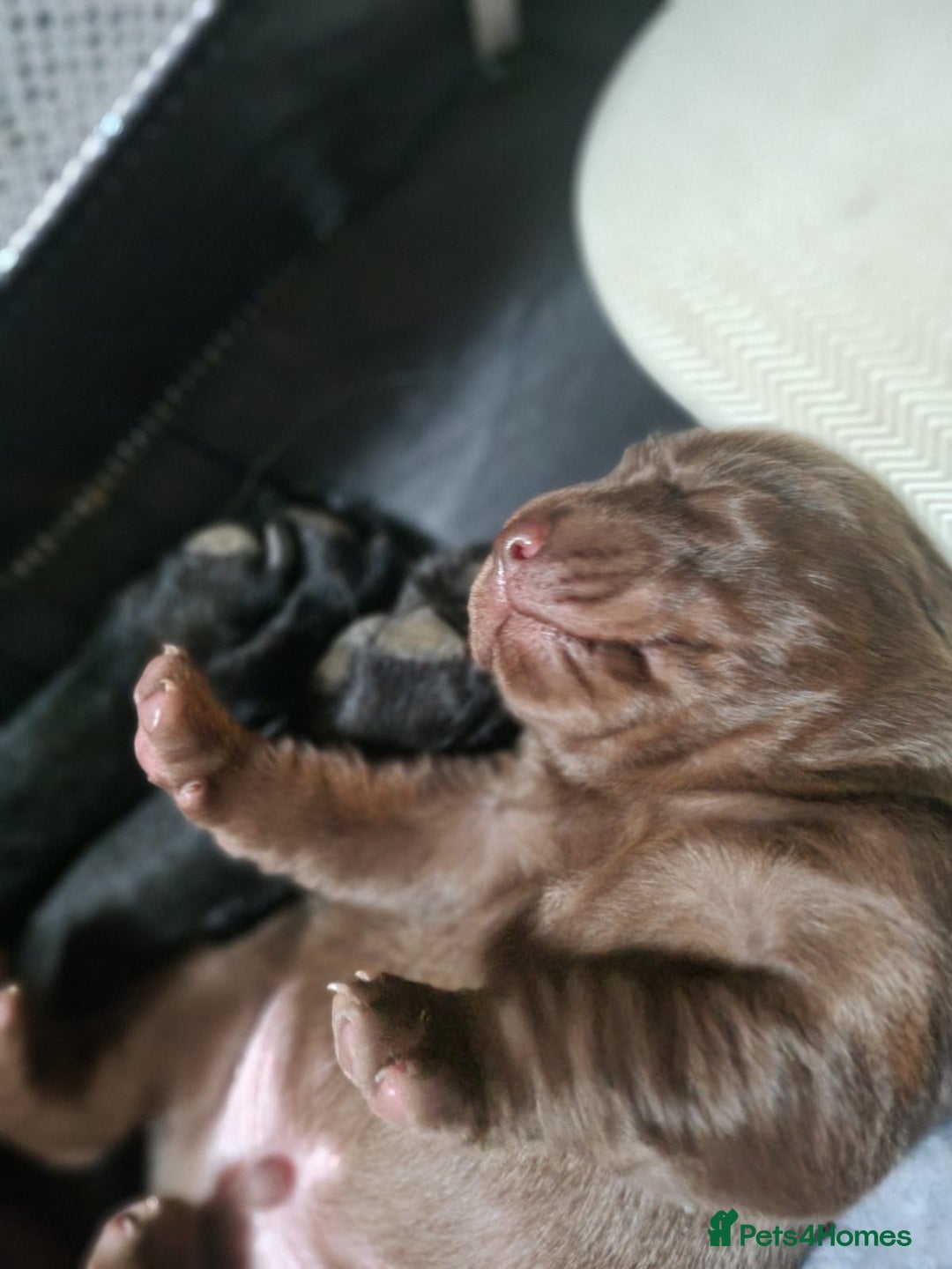 Labrador Retriever dogs for sale: 1 beautiful KC chunky show chocolate boy 4 wks - Image 11
