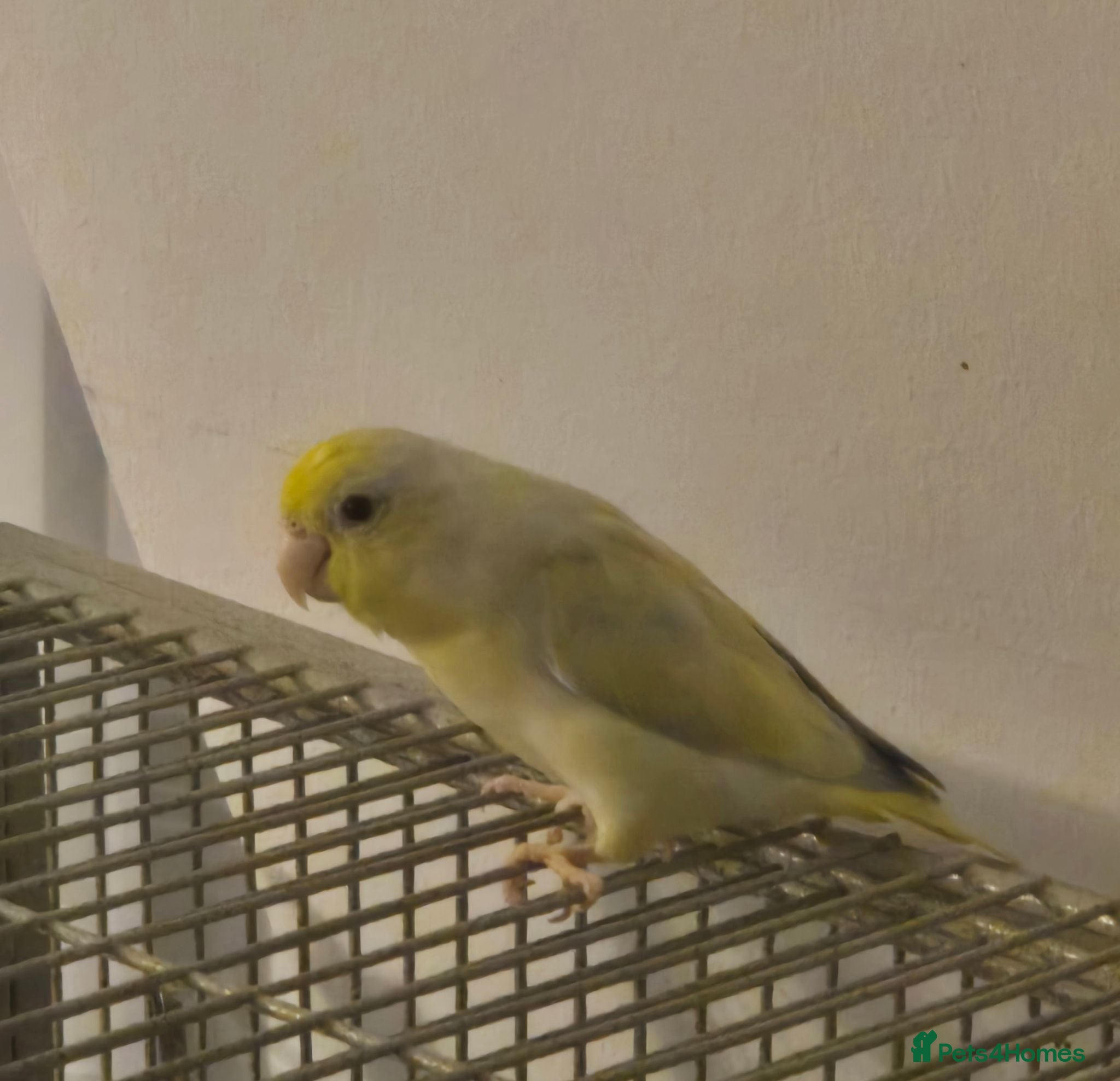 Mixed Breed birds Young American Yellow Black eyed Parrolet - Advert 2