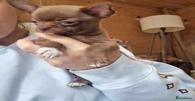 Chihuahua dogs - Advert 14