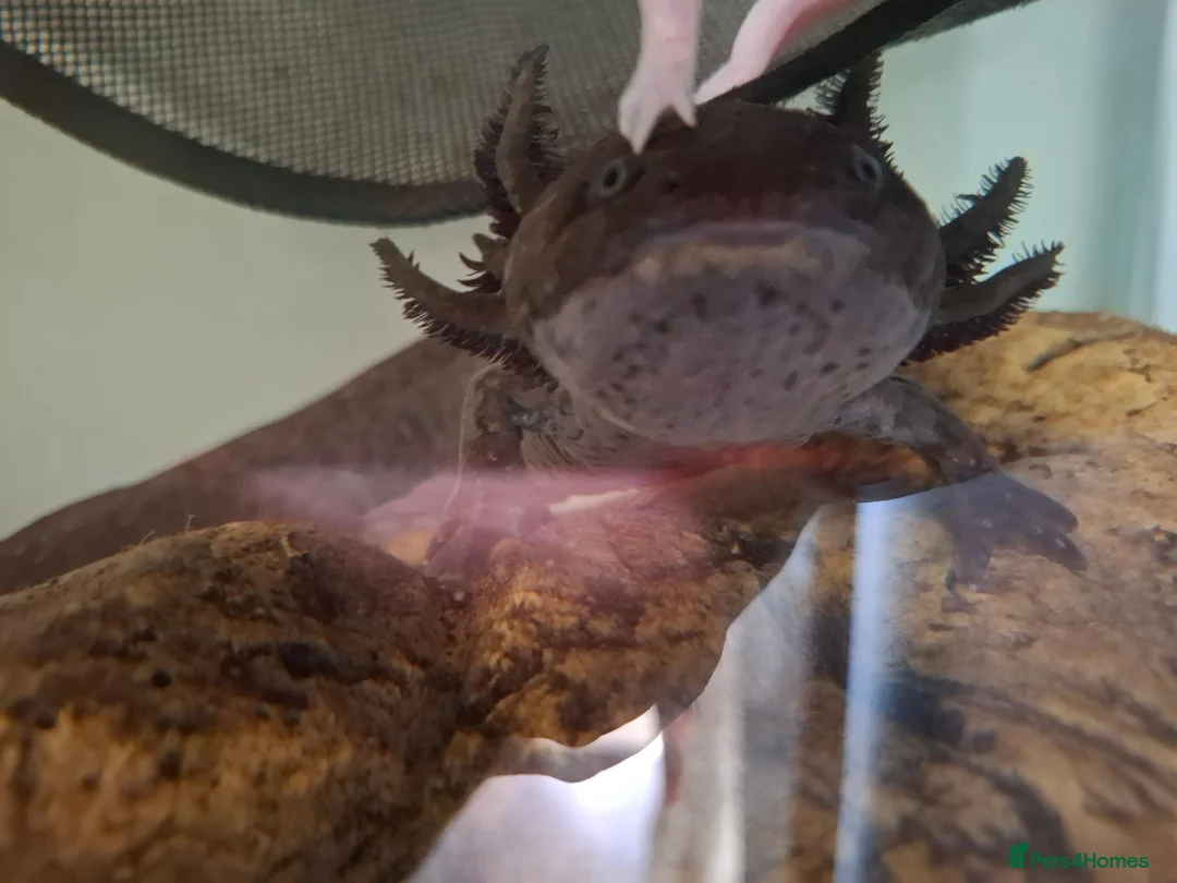 Axolotl reptiles for sale: 2 x Axolotls  - Advert 2