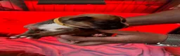 Boxer dogs for sale: Stunning boxer puppies available for forever homes - Advert 9