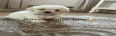 Silver collar boy 