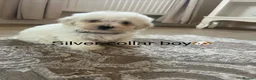 Bichon Frise dogs for sale: Bichon frise  - Advert 15