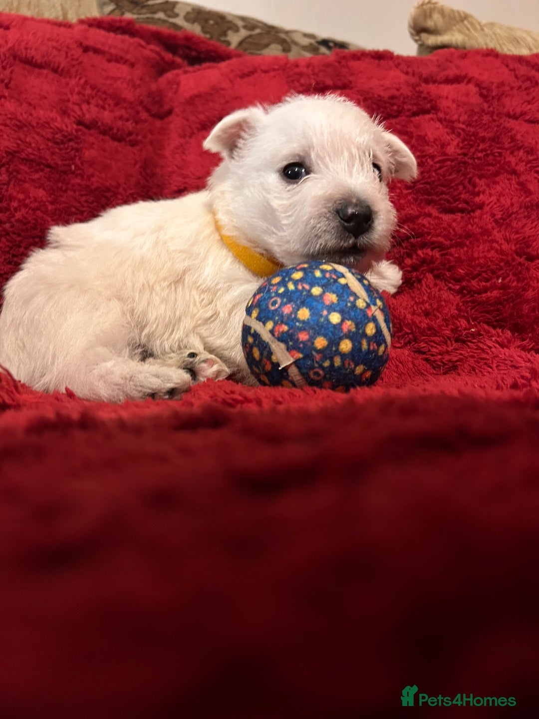 West Highland Terrier dogs for sale: West highland puppies - Advert 26