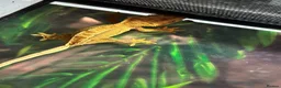 Gecko reptiles for sale: Baby Crested Geckos (Pinstripes & Red Harliquin) - Advert 12