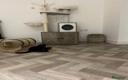 Domestic Shorthair cats for sale: Black kitten  - Advert 5