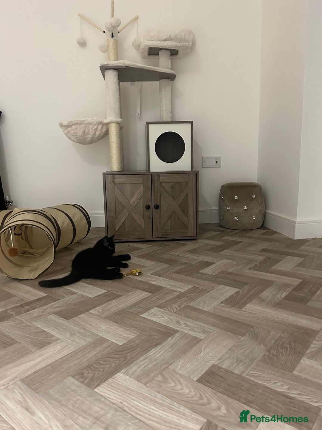 Domestic Shorthair cats for sale: Black kitten  - Advert 5