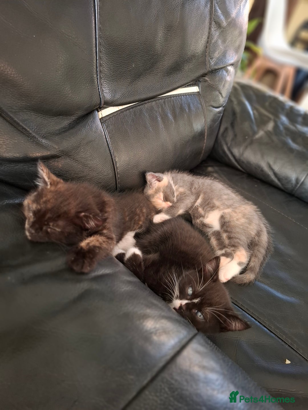 Mixed Breed cats for sale: Lovely kitchen boy looking new home  - Advert 6