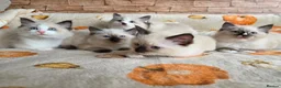 Ragdoll cats for sale: Pure Ragdoll Kittens  - Advert 4