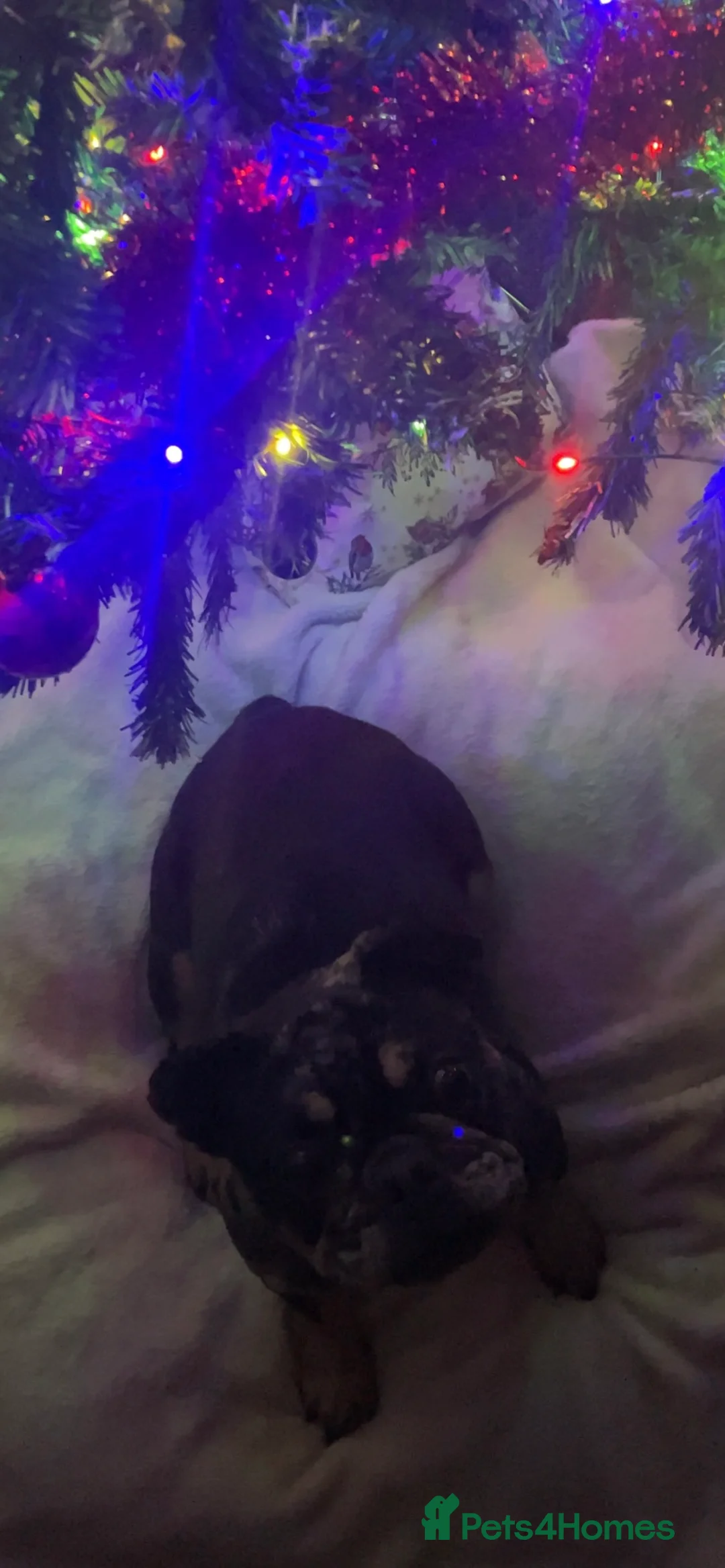 French Bulldog dogs for sale: Coco  - Advert 11