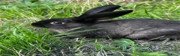 Mixed Breed rabbits for sale: Bunnies   For Sale🐇 🐇  - Advert 2