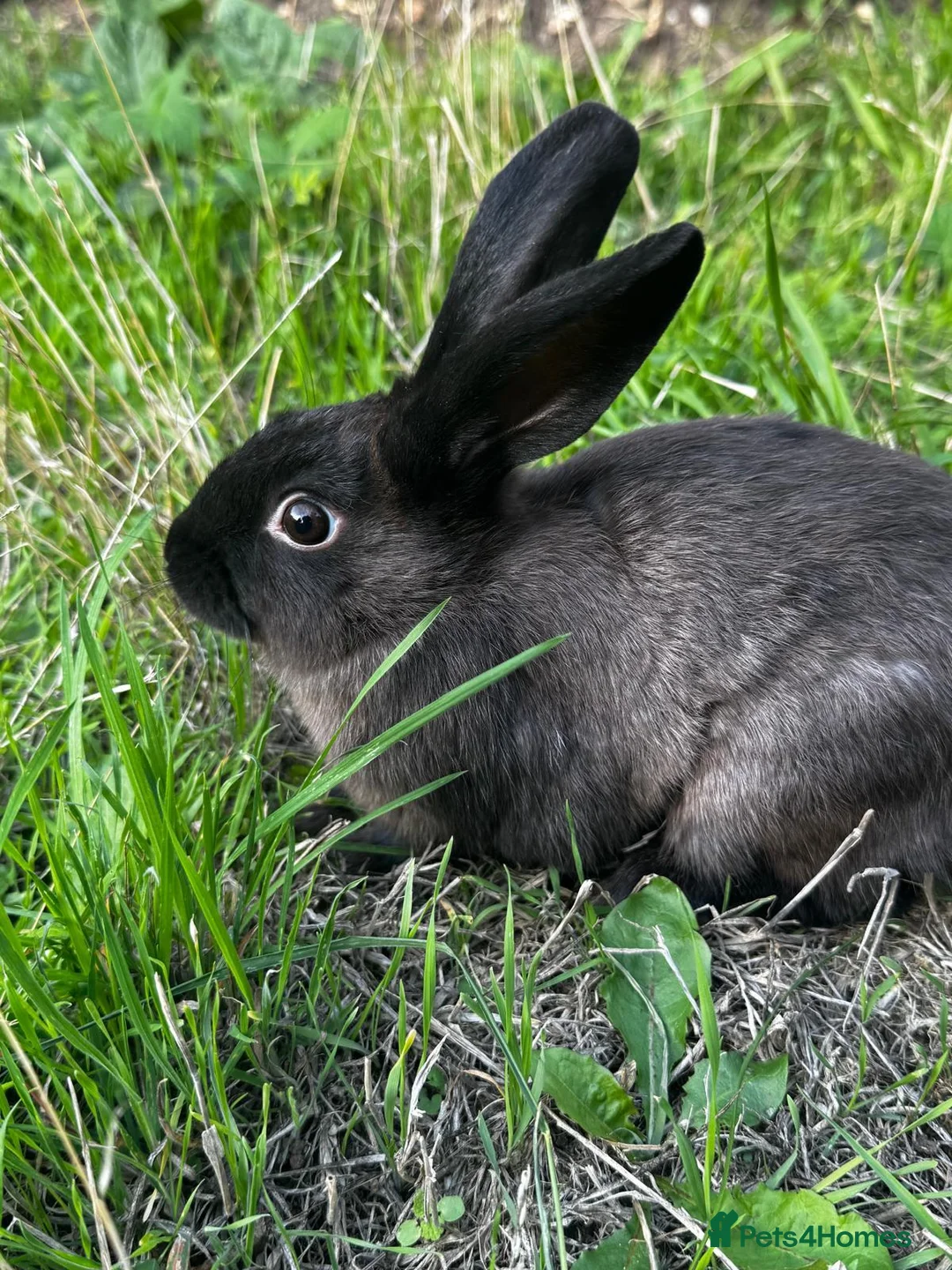 Mixed Breed rabbits for sale: Bunnies   For Sale🐇 🐇  - Advert 2
