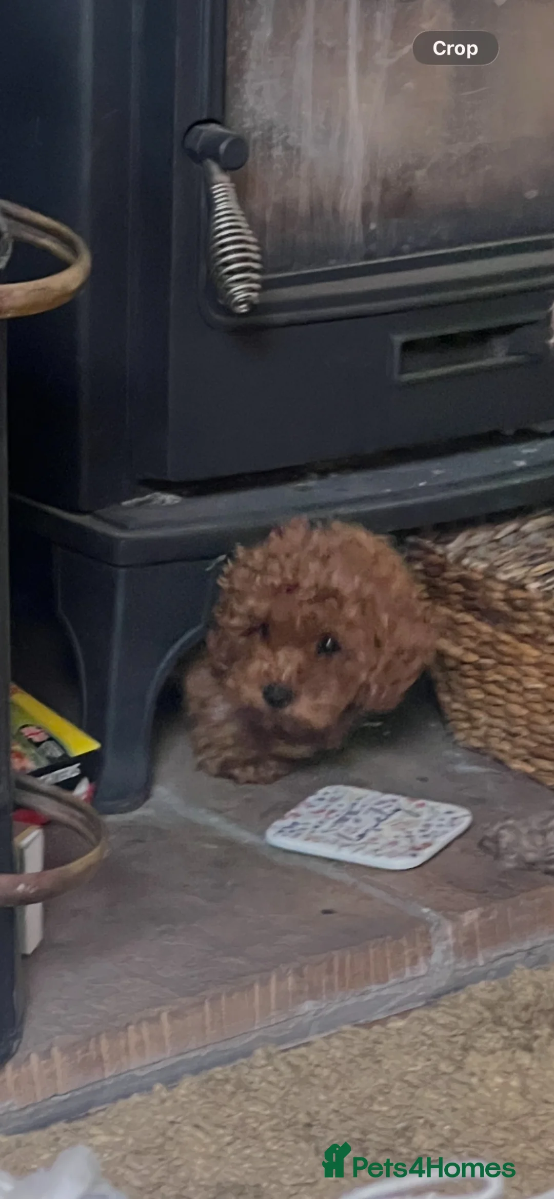 Toy Poodle dogs for sale: Cutest and smallest Girl  in the litter ❤️❤️❤️ - Advert 2