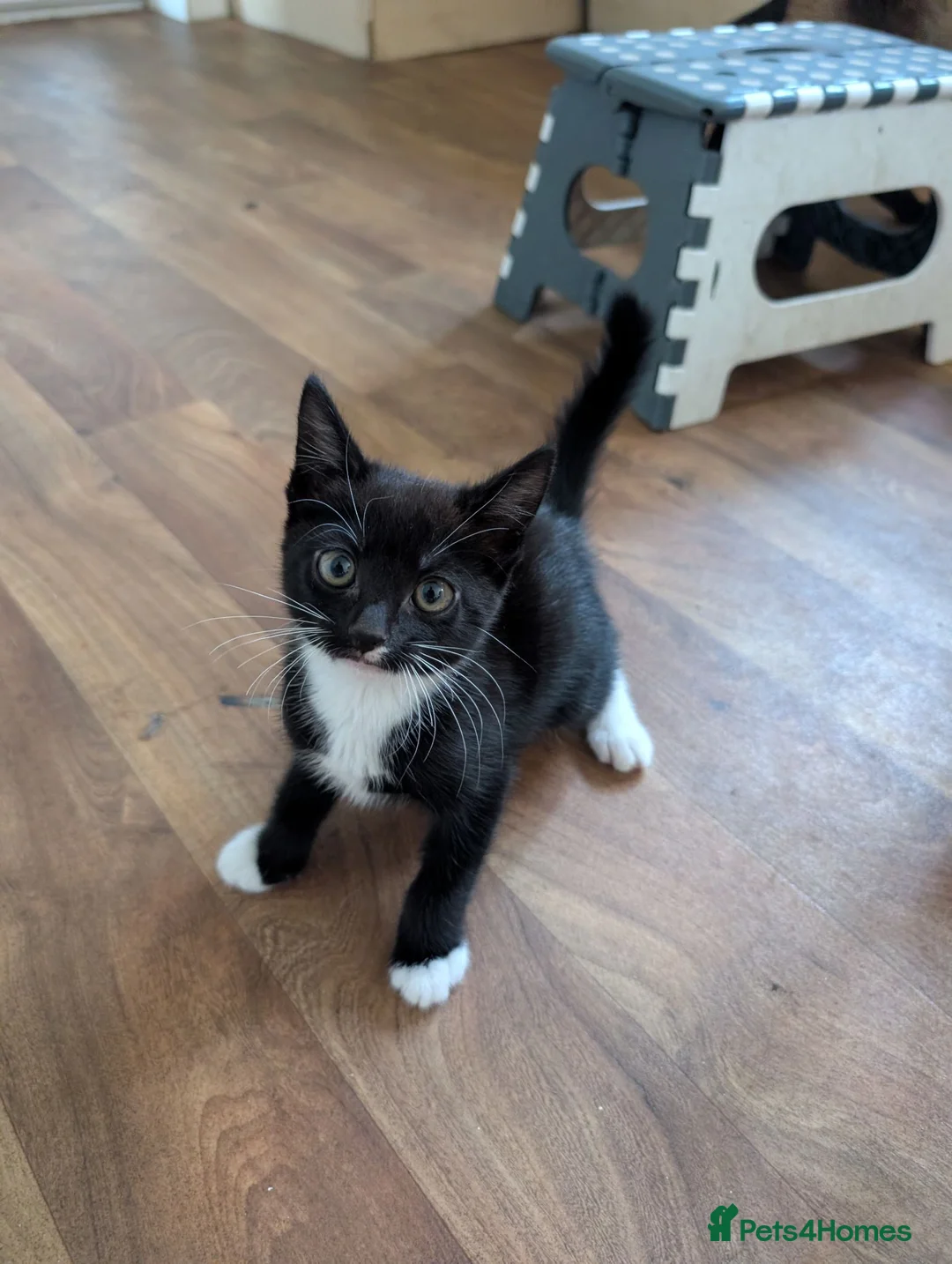 Mixed Breed cats for sale: Black and white kitten for sale  - Advert 4