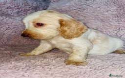 Cocker Spaniel dogs for sale: Cocker Spaniel Pups  - Image 4