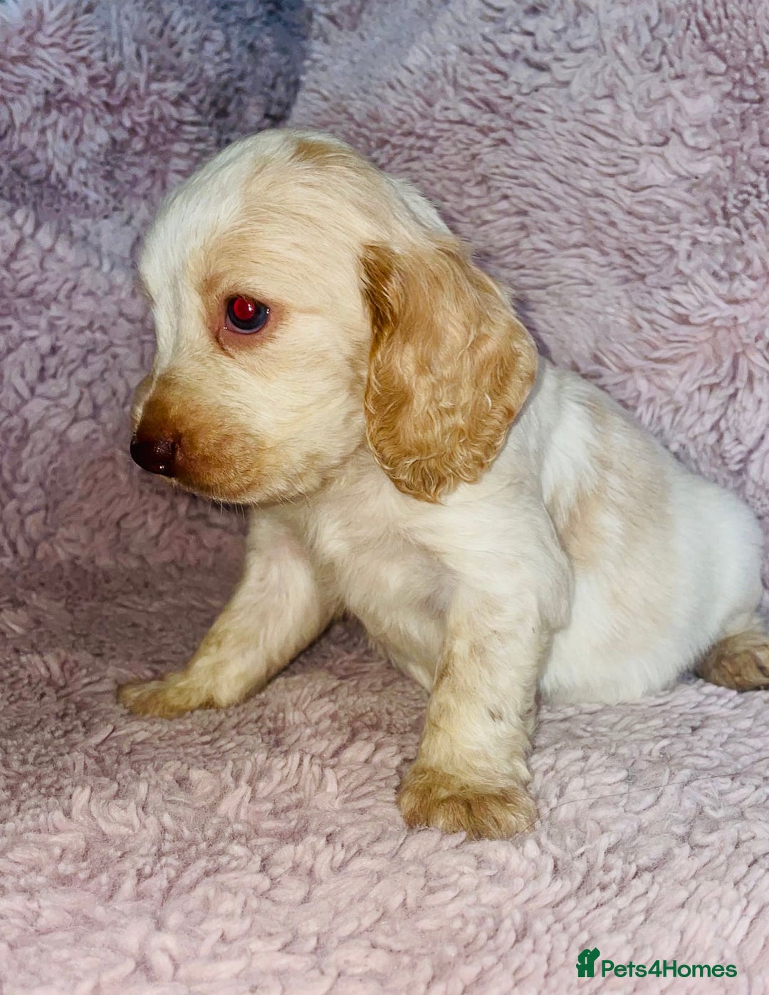 Cocker Spaniel dogs for sale: Cocker Spaniel Pups  - Image 4