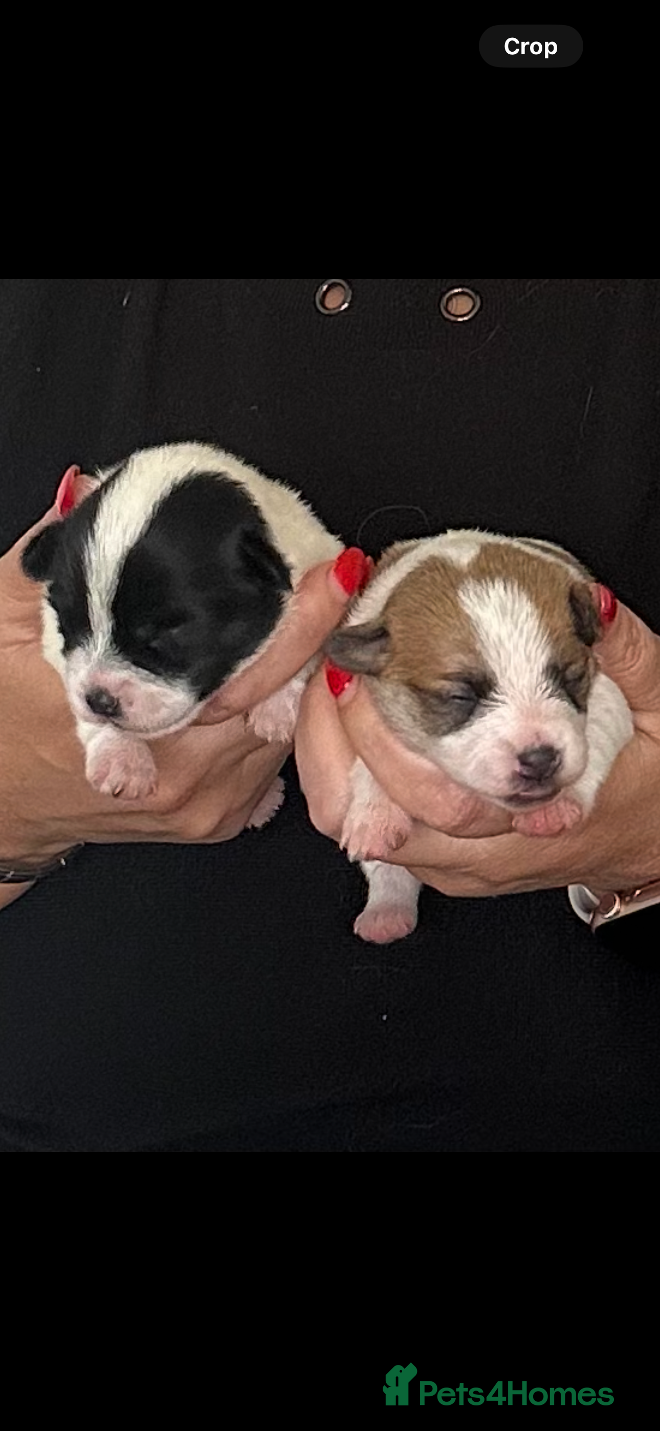 Maltipoo dogs Adorable Female Mixed-Breed Puppy ReadyDecember 20 - Advert 10