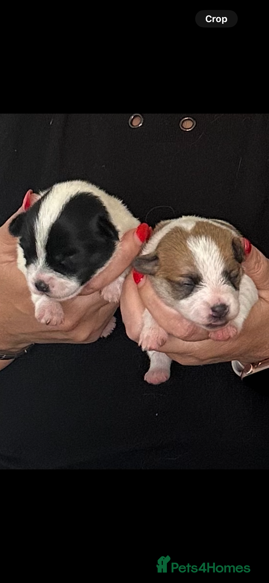 Maltipoo dogs for sale: Adorable Female Mixed-Breed Puppy ReadyDecember 20 - Advert 1