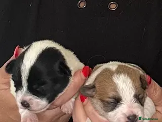 Maltipoo dogs Adorable Female Mixed-Breed Puppy ReadyDecember 20 - Advert 6