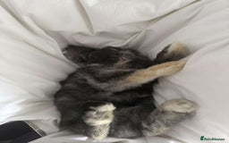 Mixed Breed rabbits for sale: Bunny for sale  - Image 3