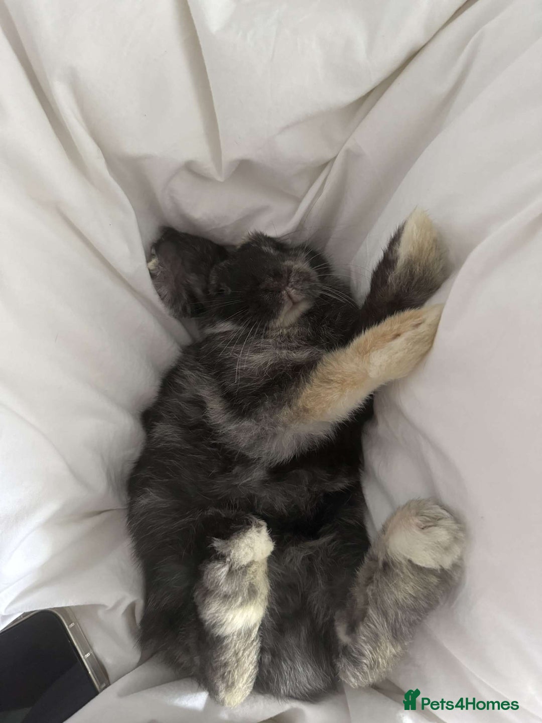 Mixed Breed rabbits for sale: Bunny for sale  - Image 3