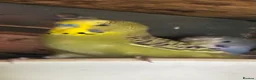 Budgerigars birds for sale: Aviary bred Budgies’s for sale - Advert 7