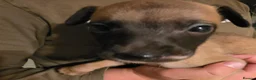 Whippet dogs for sale: Whipped pups - Advert 8