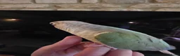 Conures birds for sale:  Hand readed Mooncheek Conure with Full Setup  in Montacute - Advert 22