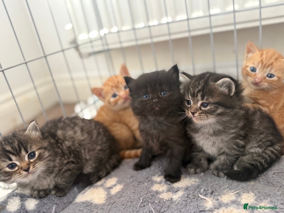 Ragdoll cats for sale: 4 ragdoll x tabby kittens left - Image 2