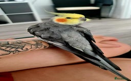 Cockatiels birds for sale: Hand feed couple  - Image 3