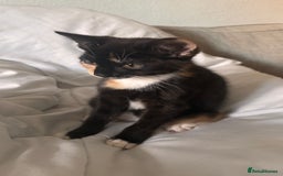 Mixed Breed cats for sale: Delightful mix-breed Siamese-black calico-kittens - Image 33