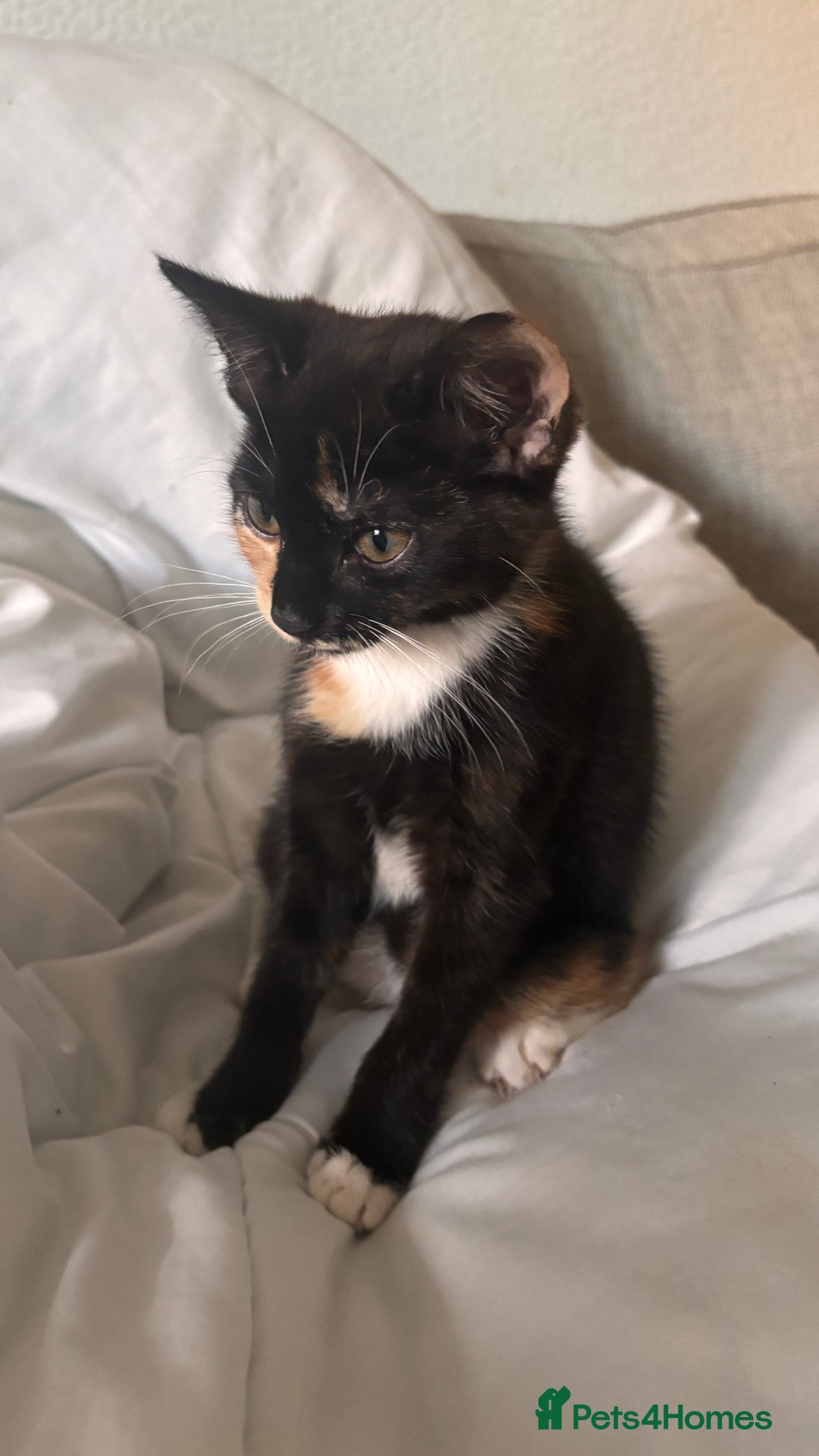 Mixed Breed cats for sale: Delightful mix-breed Siamese-black calico-kittens - Image 33