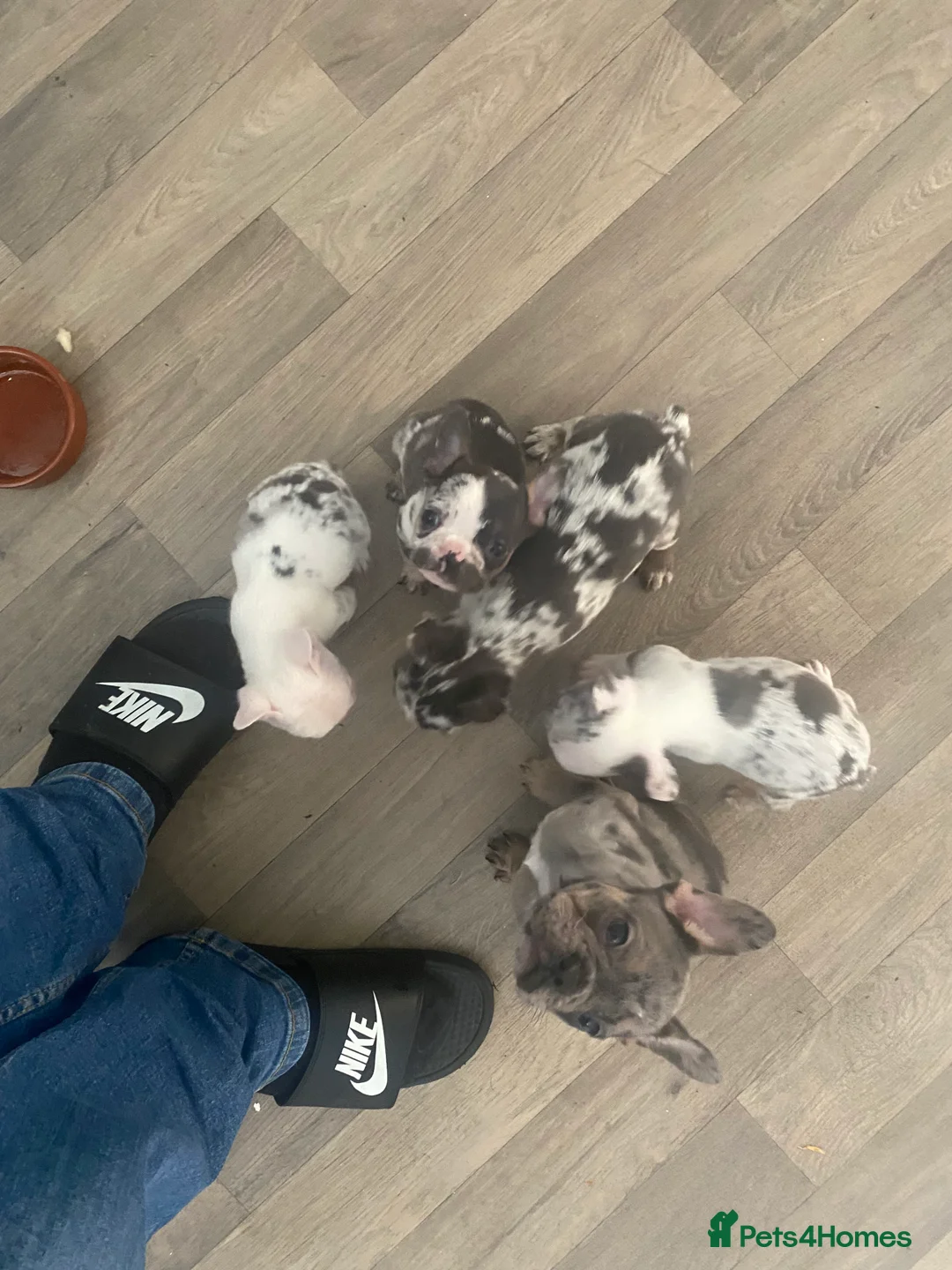 French Bulldog dogs for sale: 5 French bulldog puppies for sale  in Stockton-on-Tees - Advert 7