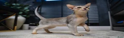 Abyssinian cats for sale: Silver Abyssinian Boy-READY NOW-Champion Line - Advert 1