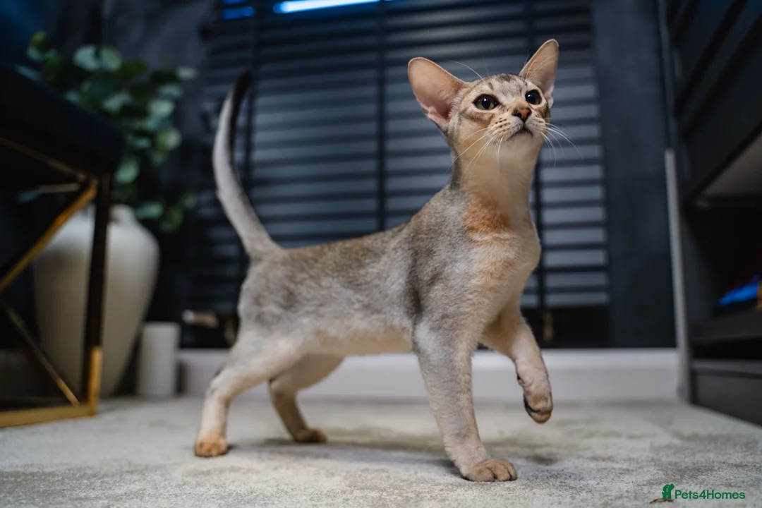 Abyssinian cats for sale: Silver Abyssinian Boy-READY NOW-Champion Line - Advert 1