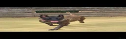 Belgian Shepherd Dog dogs for sale: Malinois! 5generation.ready soon - Advert 8